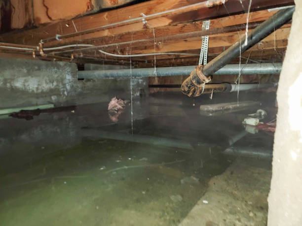 Best Commercial water damage restoration  in Paradise, NV